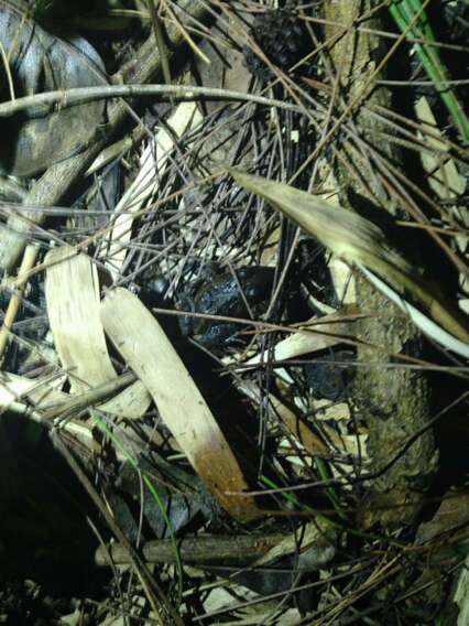 Image of Caribbean white-lipped frog