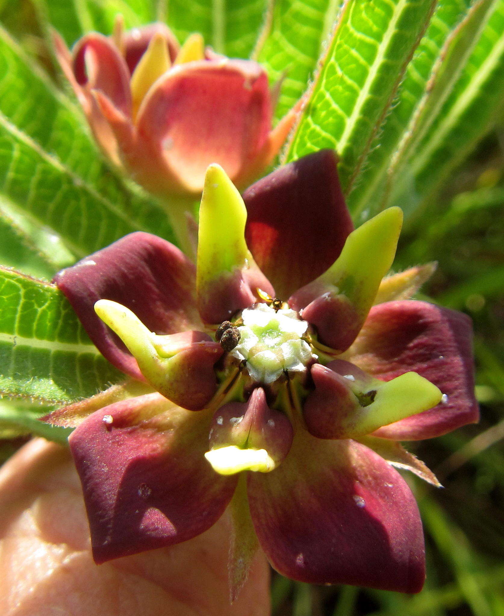 Image of Pachycarpus concolor subsp. concolor