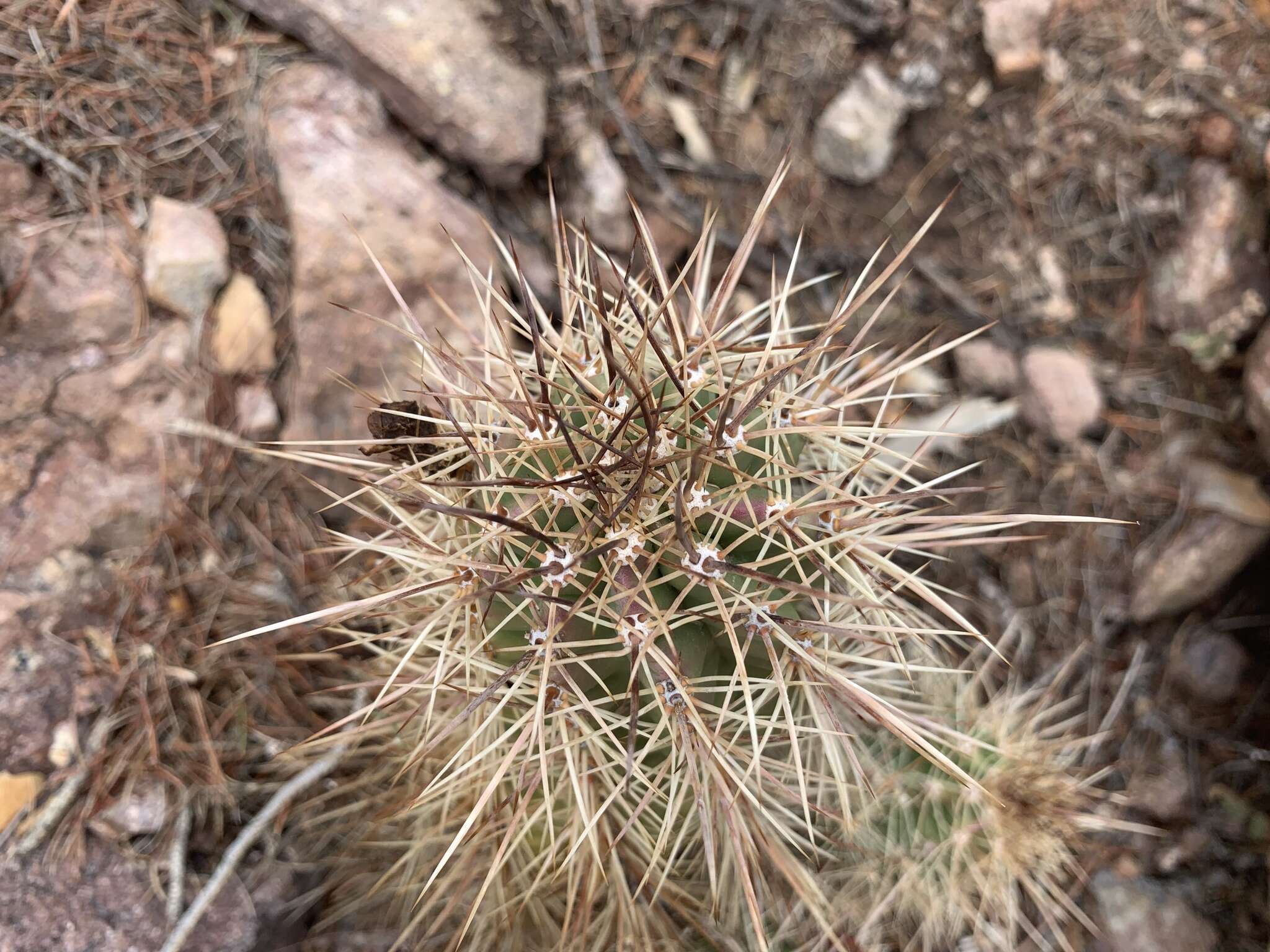 Image of Echinocereus arizonicus subsp. nigrihorridispinus