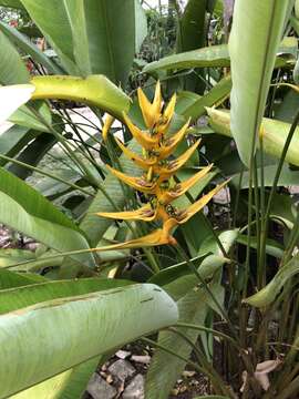 Image of Heliconia librata Griggs