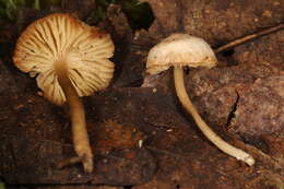 Image de <i>Pseudolaccaria pachyphylla</i>