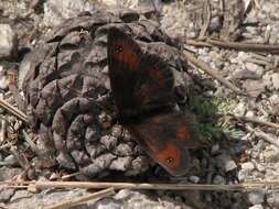 Image of Erebia rhodopensis Elwes 1900