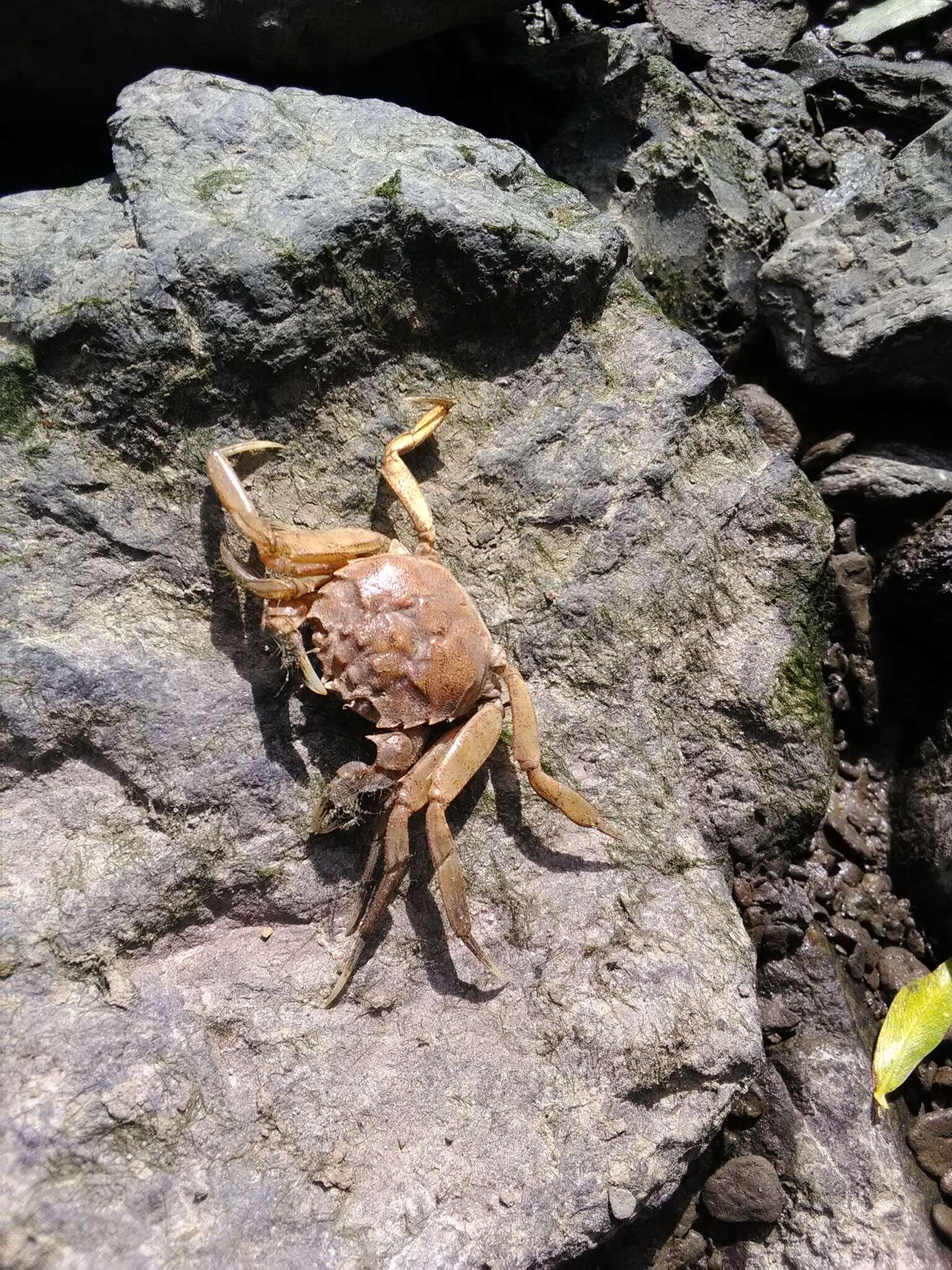 Image of Chinese mitten crab