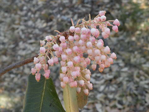 Image of Arbutus bicolor S. González, M. González & P. D. Sørensen