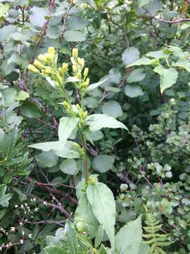 Image of largeleaf goldenrod