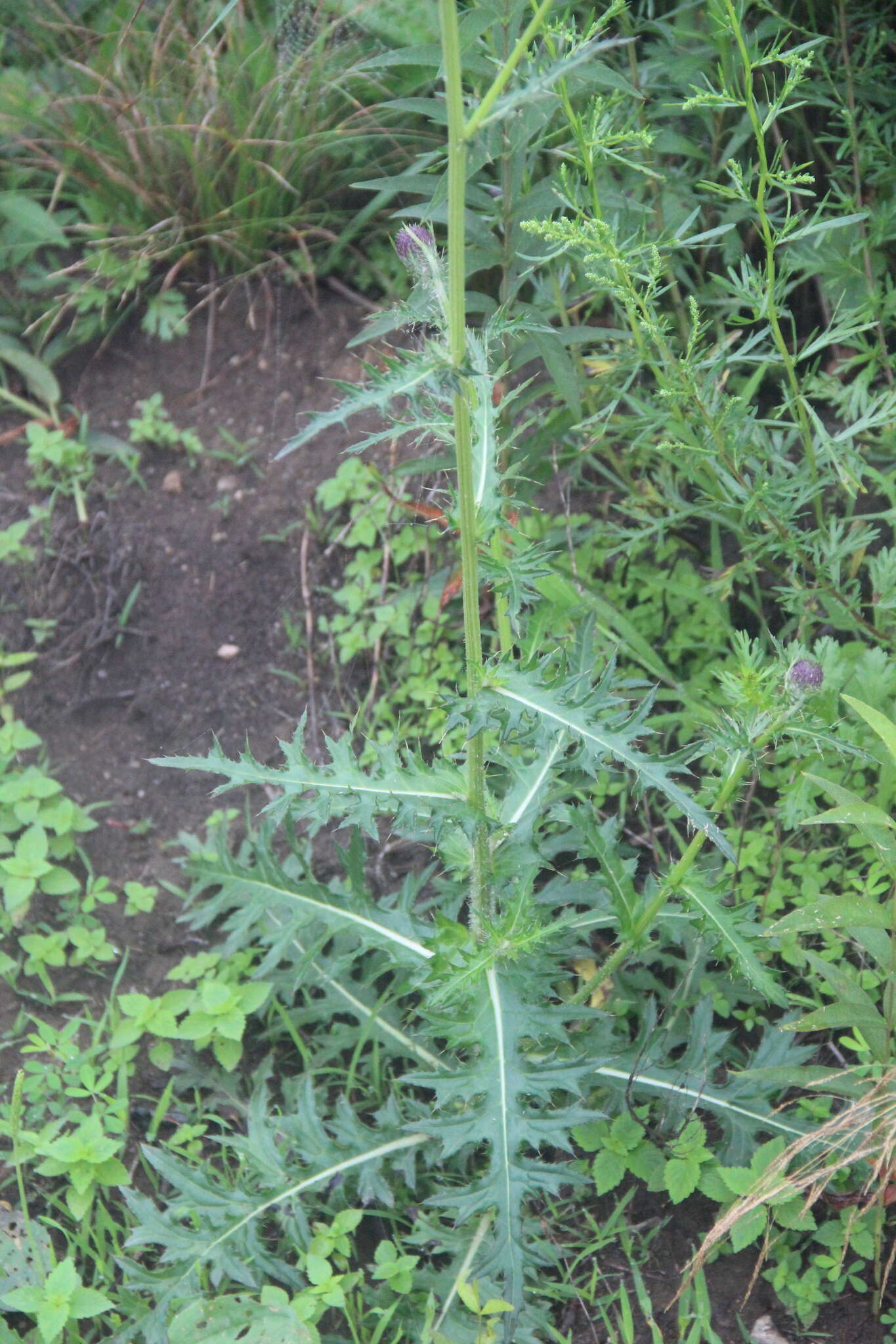 Слика од Cirsium maackii Maxim.