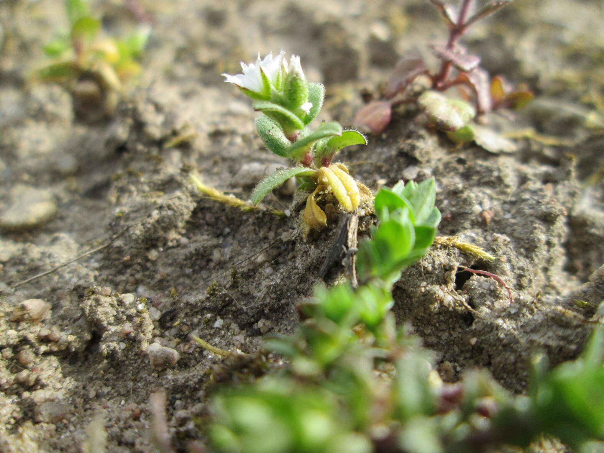 Image of fivestamen chickweed