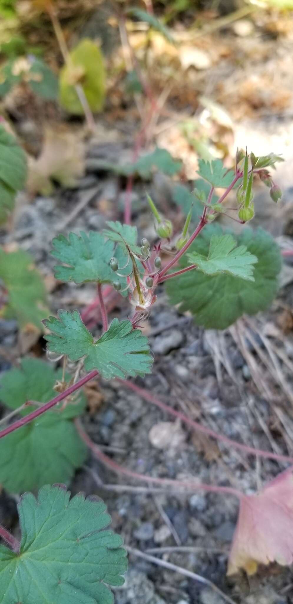 Image of Round-leaved Crane's-bill