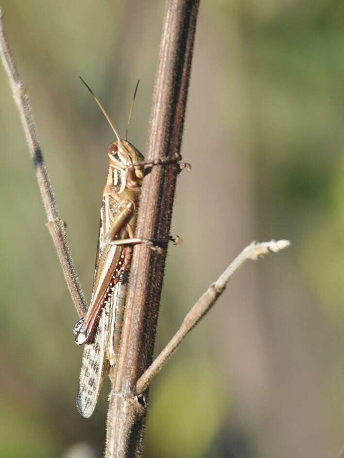 Image of Schistocerca piceifrons (Walker & F. 1870)