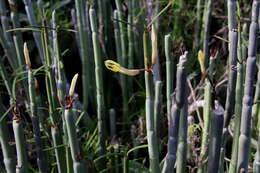 Plancia ëd Ceropegia dichotoma subsp. dichotoma