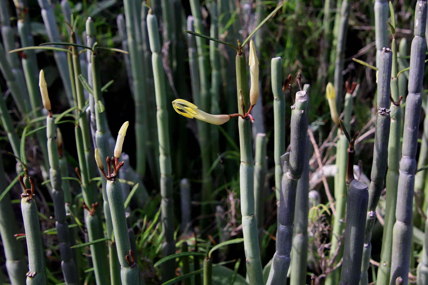 Image of Ceropegia dichotoma subsp. dichotoma