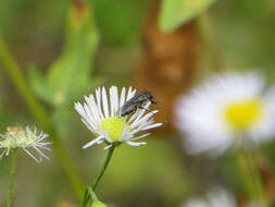 Stomorhina lunata (Fabricius 1805) resmi