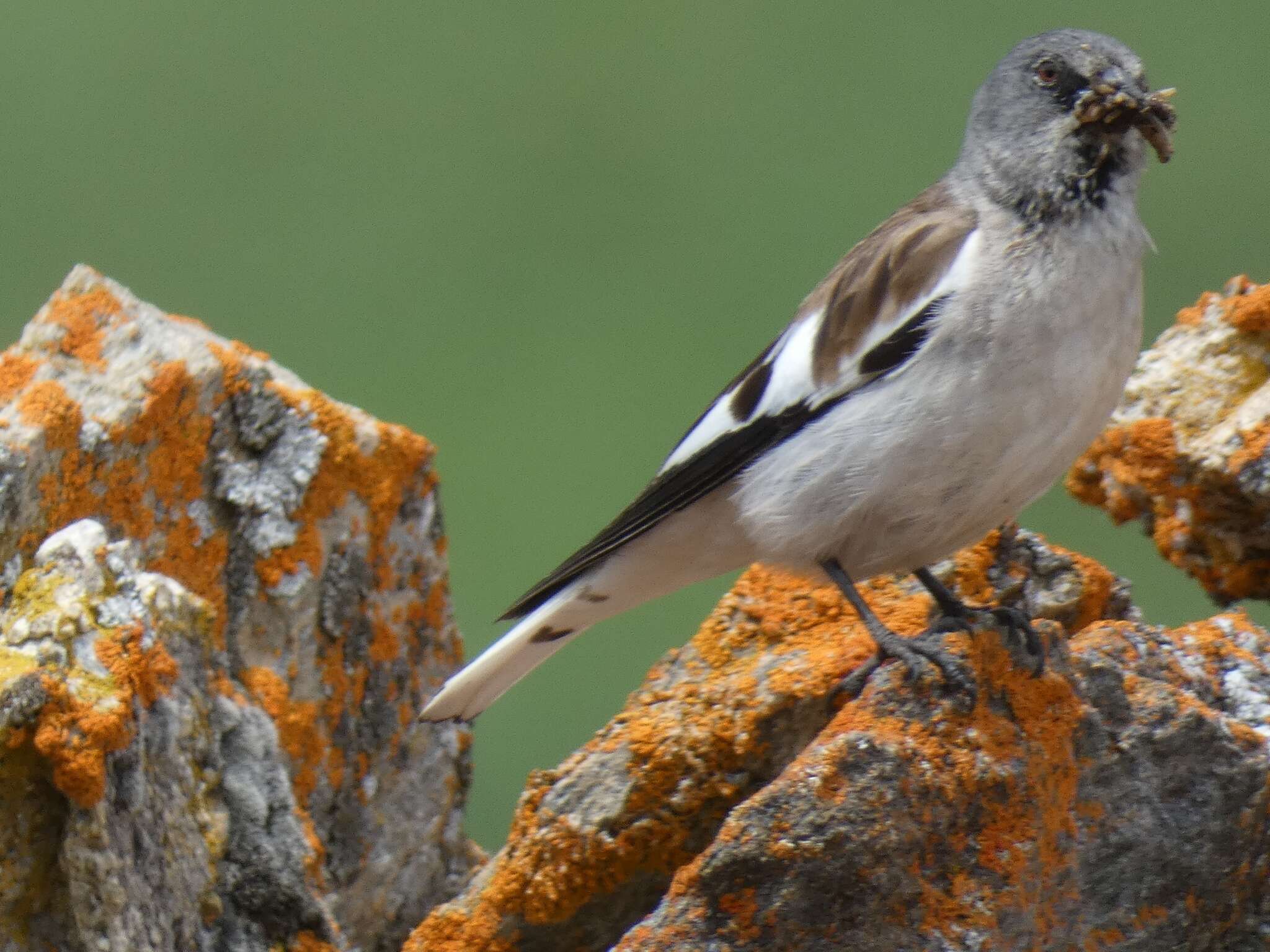 Image of Snowfinch