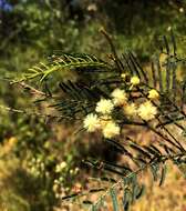 Image of Acacia loroloba Tindale