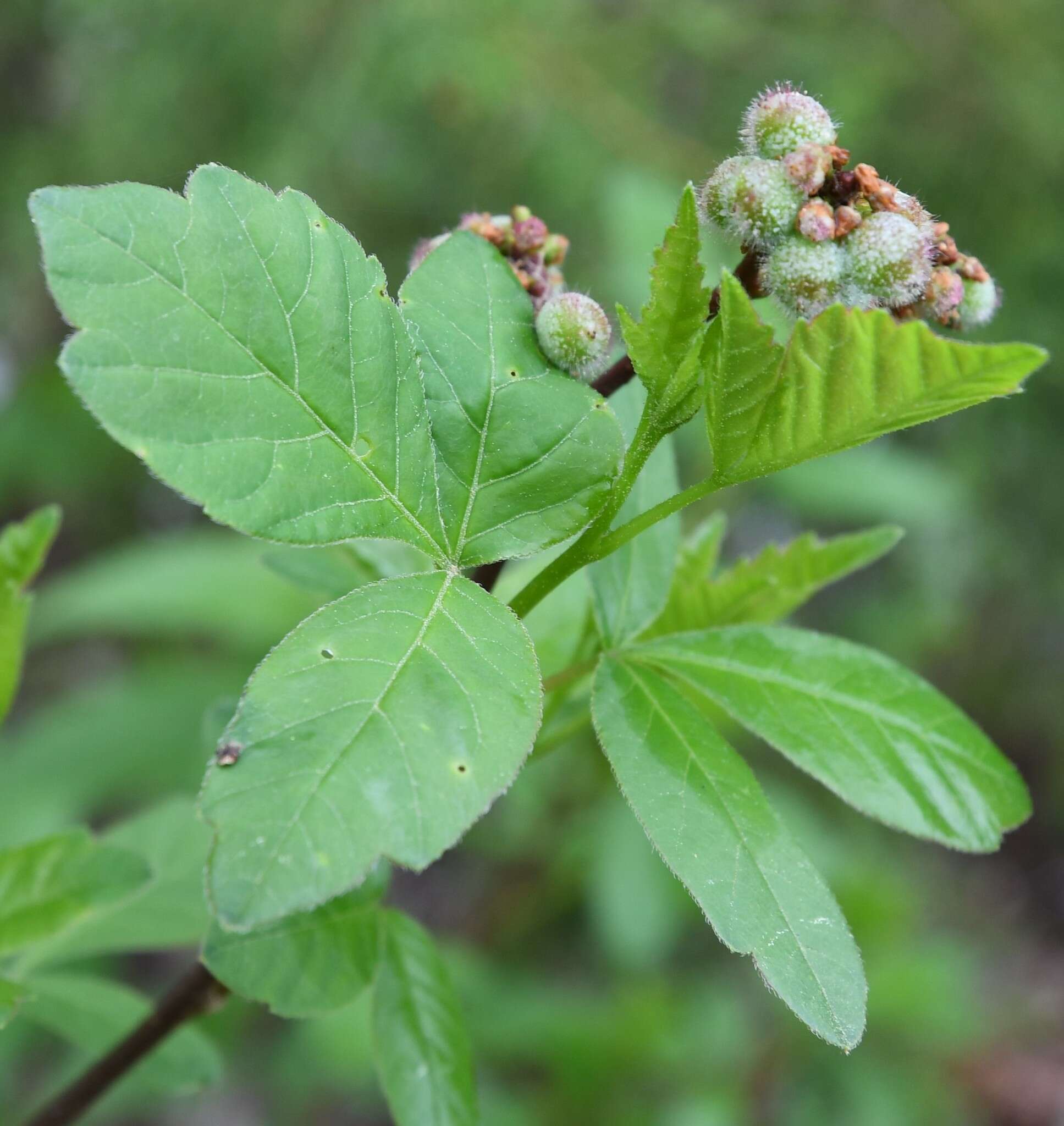 Rhus aromatica var. serotina (Greene) Rehd. resmi