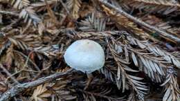 Imagem de Agaricus diminutivus Peck 1902