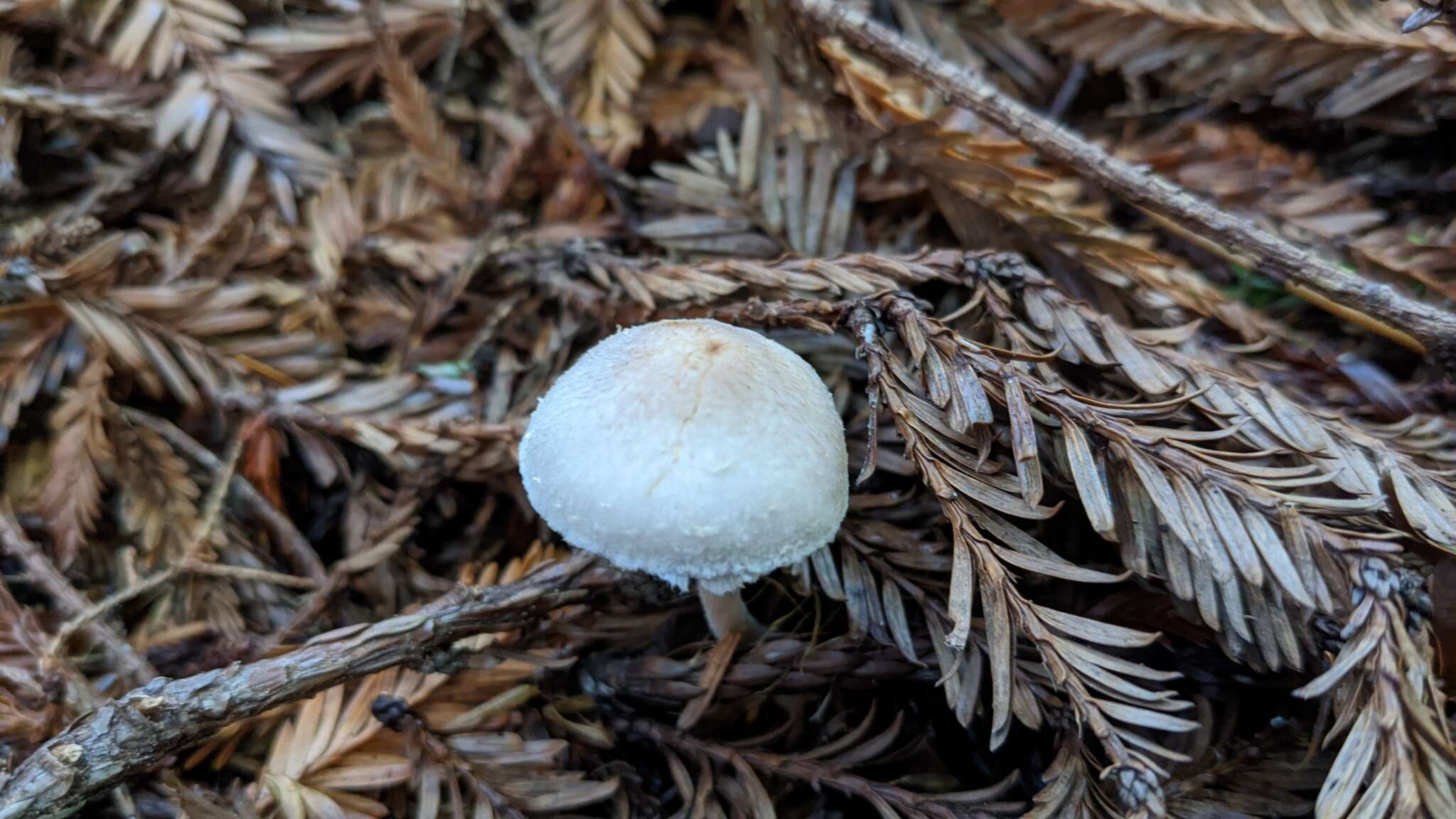 Imagem de Agaricus diminutivus Peck 1902