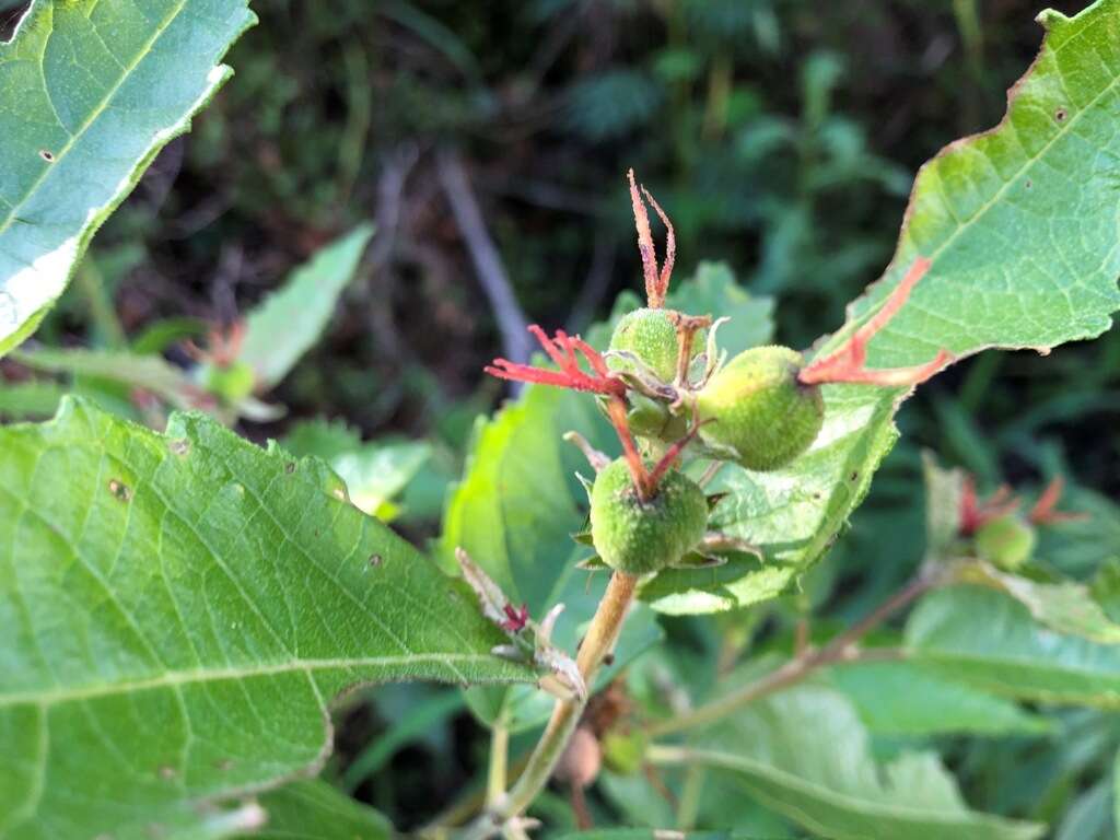 Sivun Adriana urticoides (A. Cunn.) Guymer ex P. I. Forst. kuva