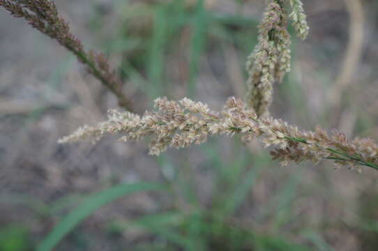 Image of Gopher-Tail Love Grass