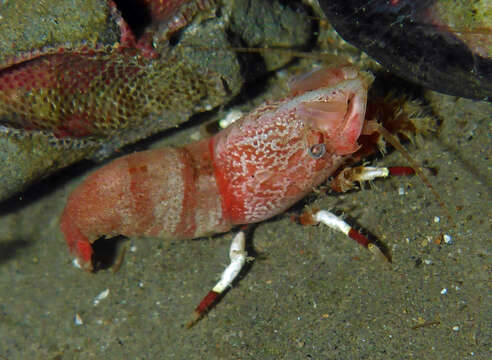 Image of deep blade shrimp