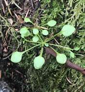 Image of littleleaf minerslettuce