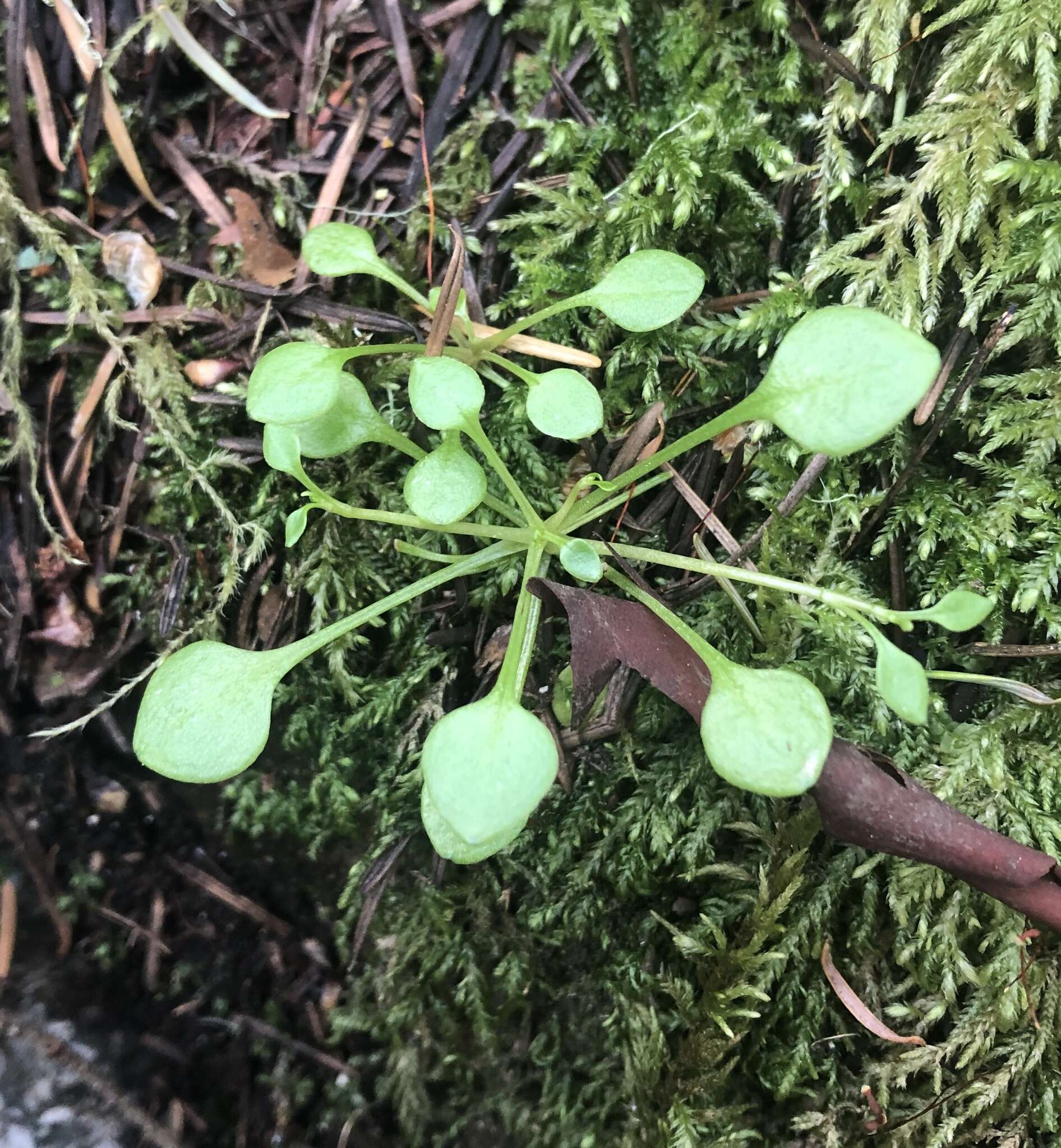 Image de Montia parvifolia (Moc. ex DC.) Greene