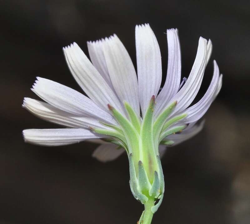 Image of Lactuca tenerrima Pourr.