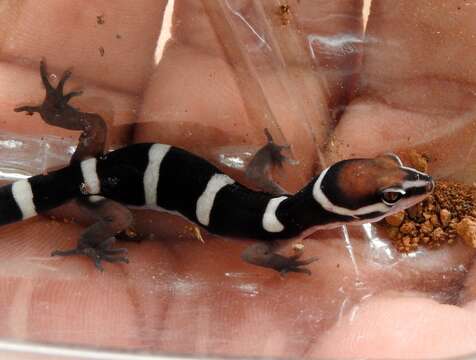 Image of Black Banded Gecko