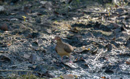 Image of Ruddy Quail-Dove