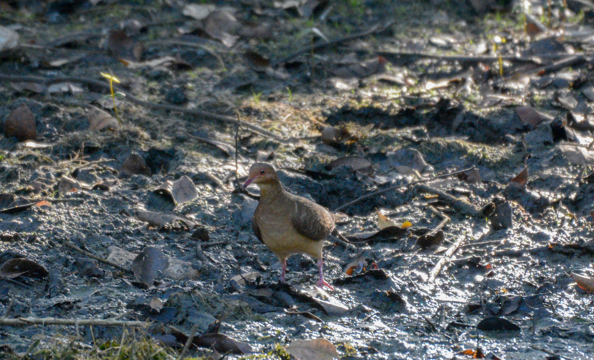 Image of Ruddy Quail-Dove