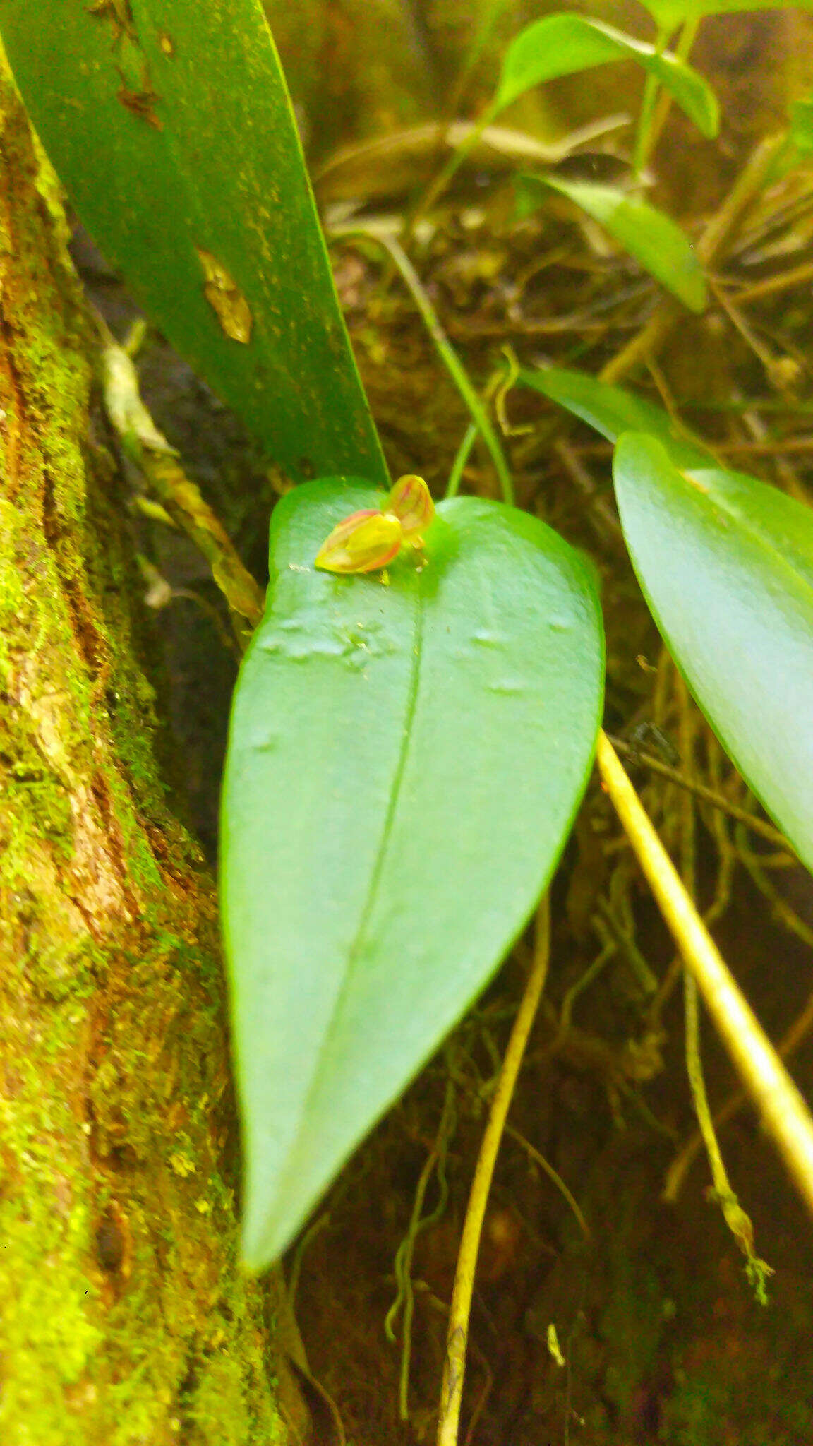 Image of Pleurothallis matudana C. Schweinf.