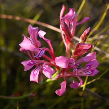 Image of Tritoniopsis ramosa var. ramosa