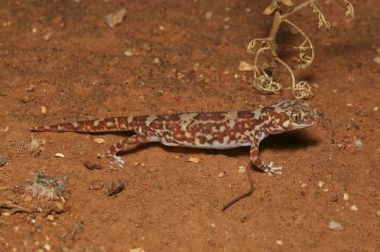 Image of Byrne's Gecko