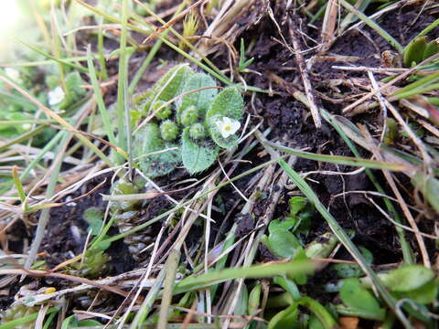 Image of Myosotis antarctica Hook. fil.