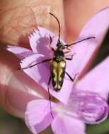 صورة Typocerus octonotatus (Haldeman 1847)