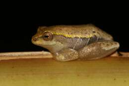 Image of Common Reed Frog