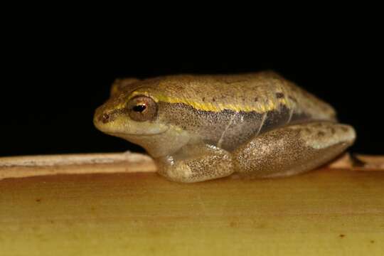 Image of Common Reed Frog