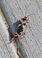 Image of Pale Red Bug