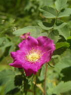 Sivun Rosa woodsii Lindl. kuva