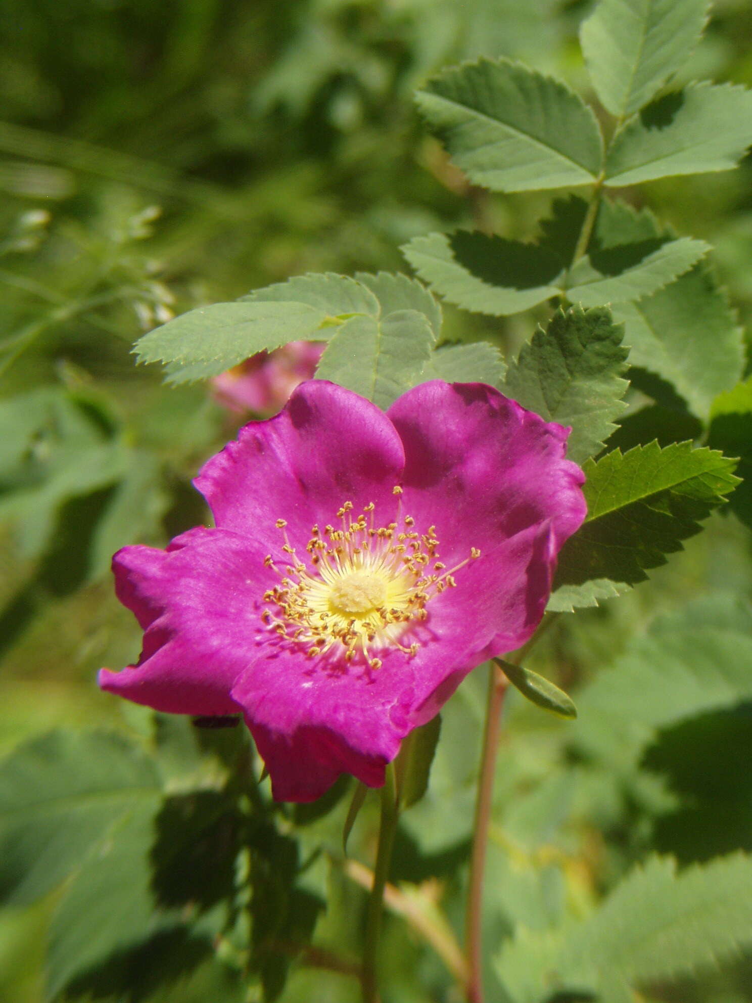 صورة Rosa woodsii Lindl.