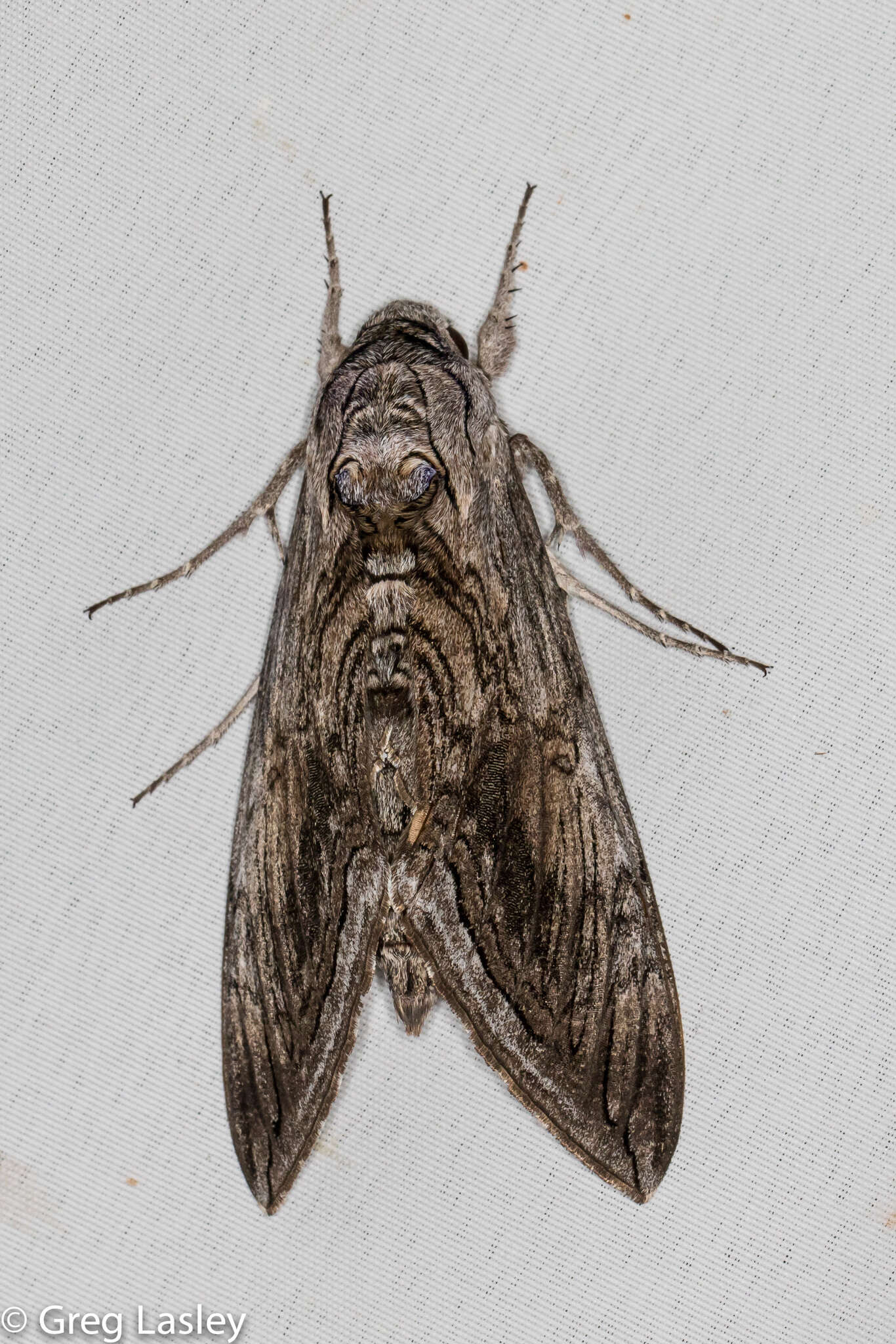 Image of Manduca quinquemaculatus (Haworth 1803)