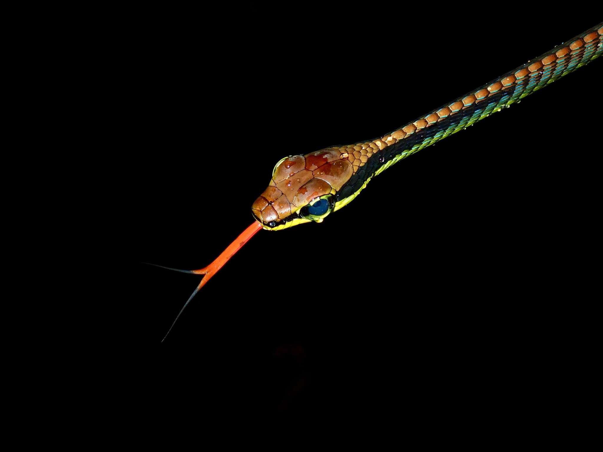 Image of Beautiful Bronzeback Tree Snake