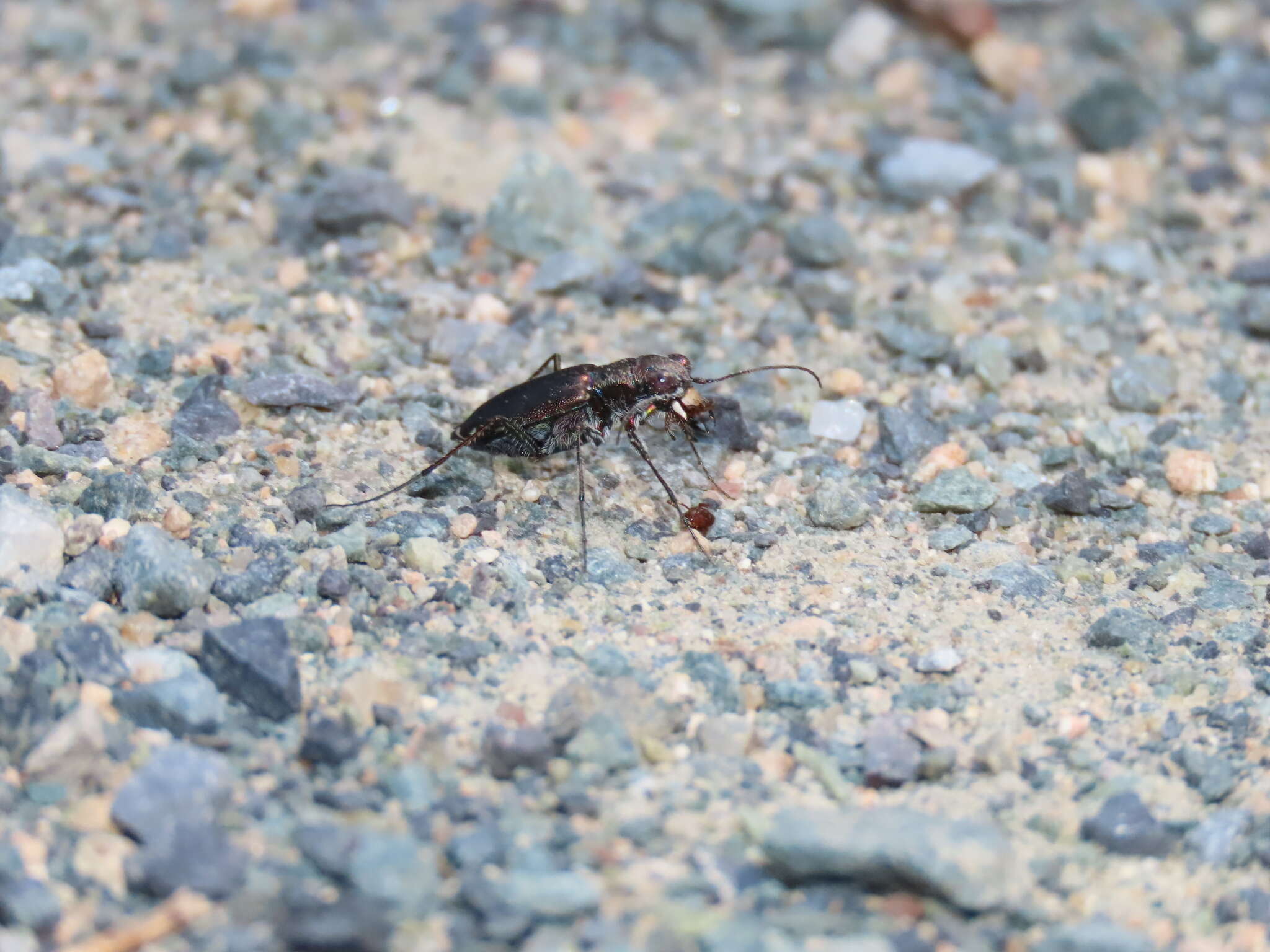 Image of Cicindela (Cicindelidia) rufiventris Dejean 1825