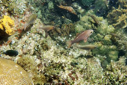 Image of Moluccan cardinalfish