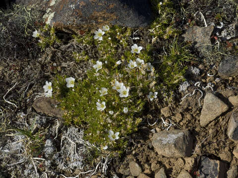 Слика од Pseudocherleria macrocarpa (Pursh) Dillenb. & Kadereit