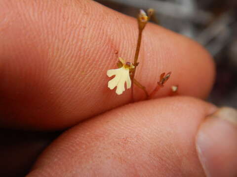 Image de Stylidium schizanthum F. Müll.