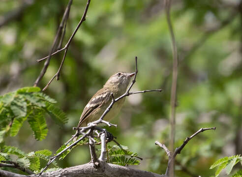 Image of Slender-billed Inezia