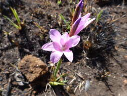 Image of Dierama pendulum (L. fil.) Baker