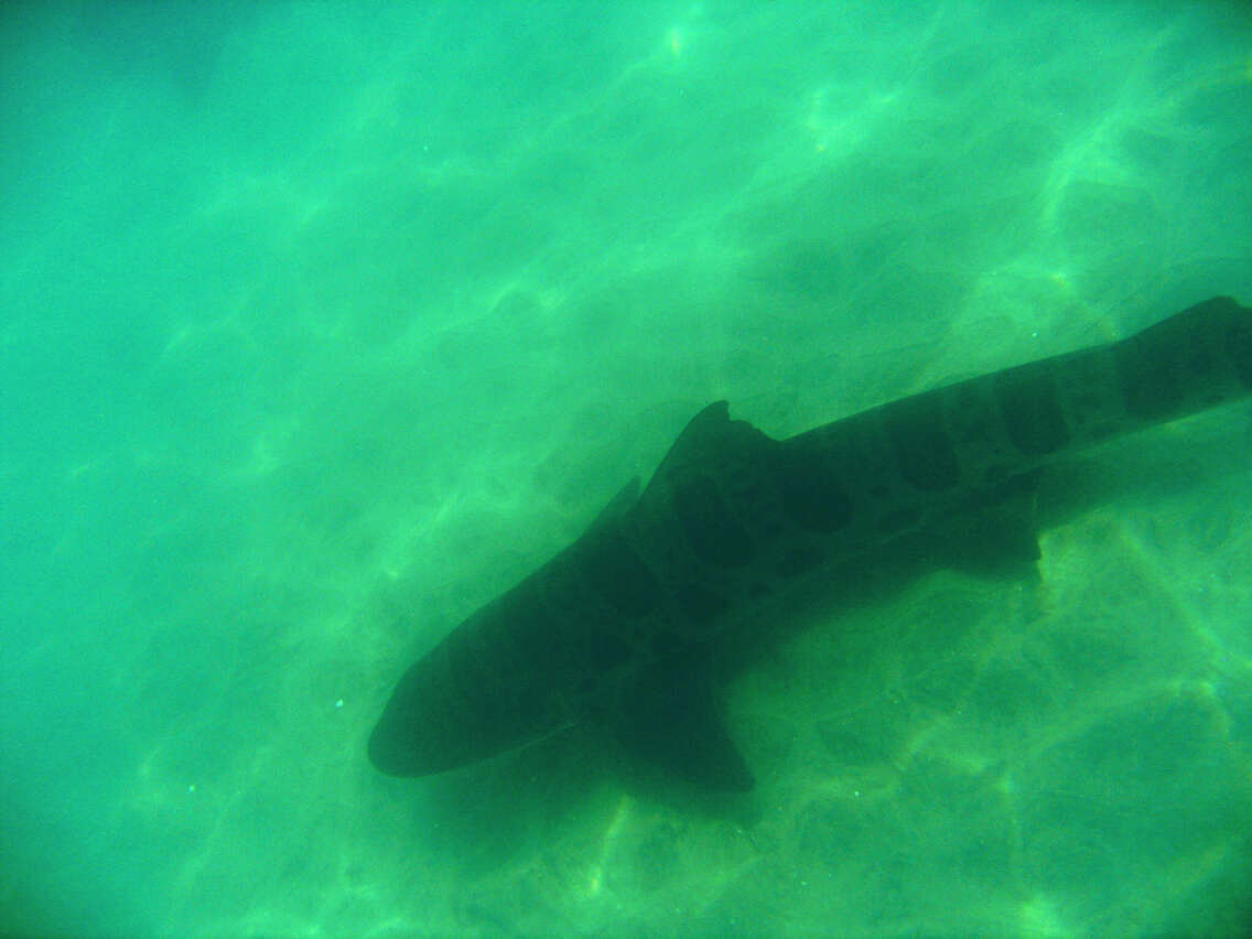 Image of Leopard Shark