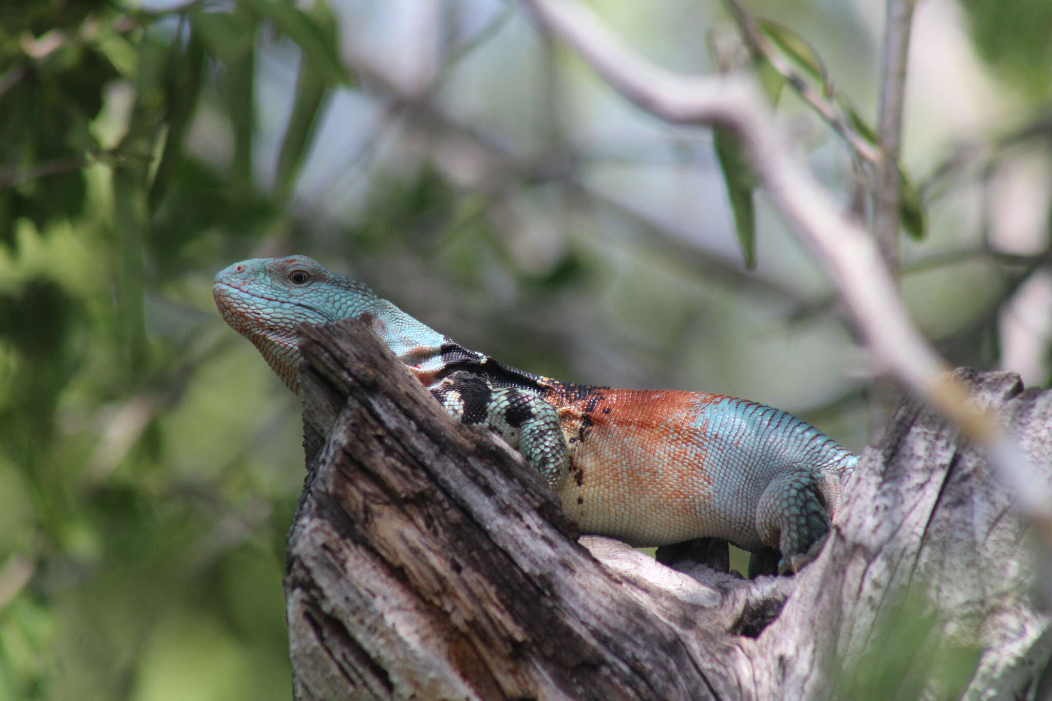 Image of Yucatán Spinytail Iguana